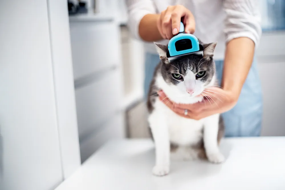 Cat receiving careful coat brushing
