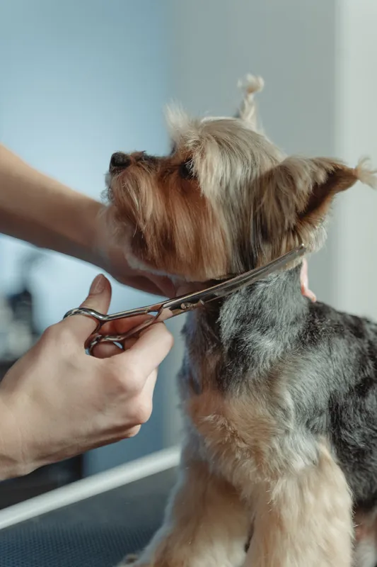 A Yorkshire terrier getting its coat carefully trimmed at a grooming parlour